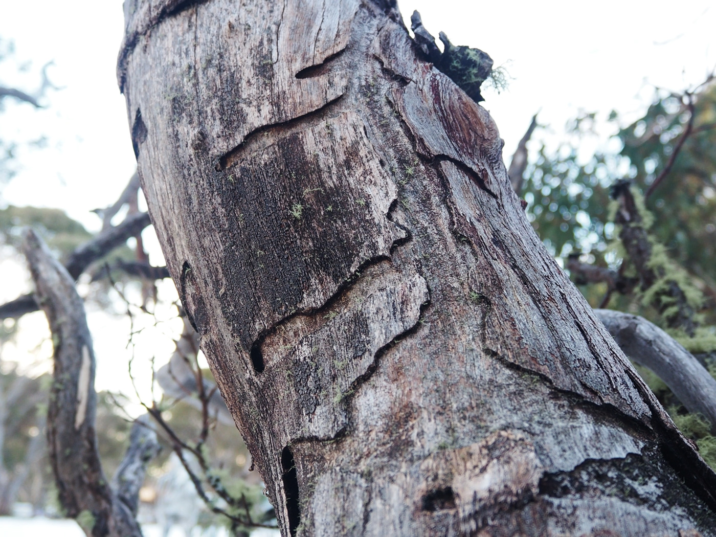 snow gums affected by beetle damage vs a healthy tree