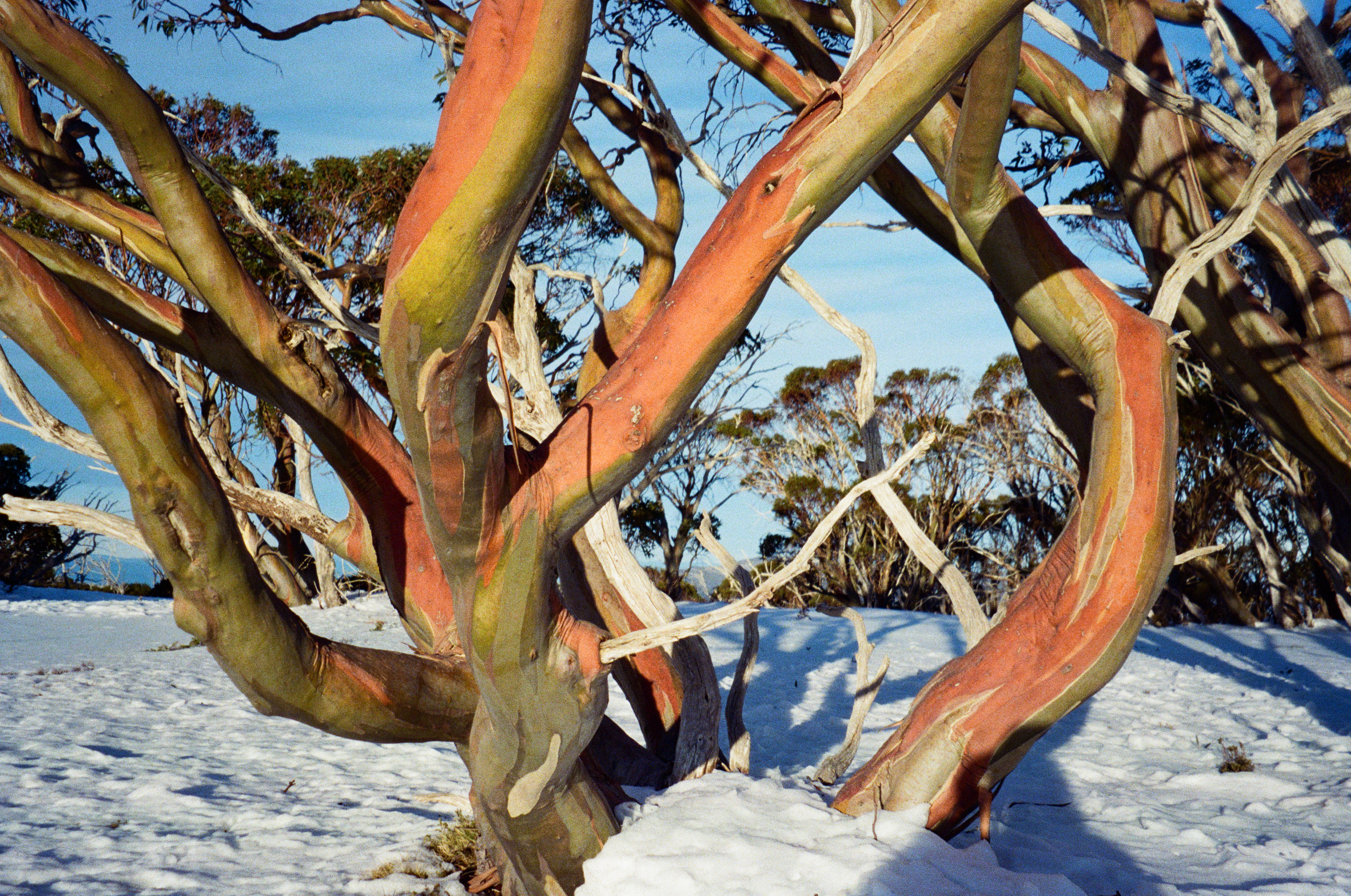 Tom Eisner - 10 Sept 2026 Article Snow gums are sensitive to changes in alpine water regimes, and in turn help regulate snow cover that contributes to streamflow.